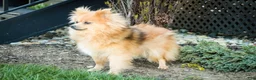 Pomeranian dogs for sale: Treasure - Ad 10