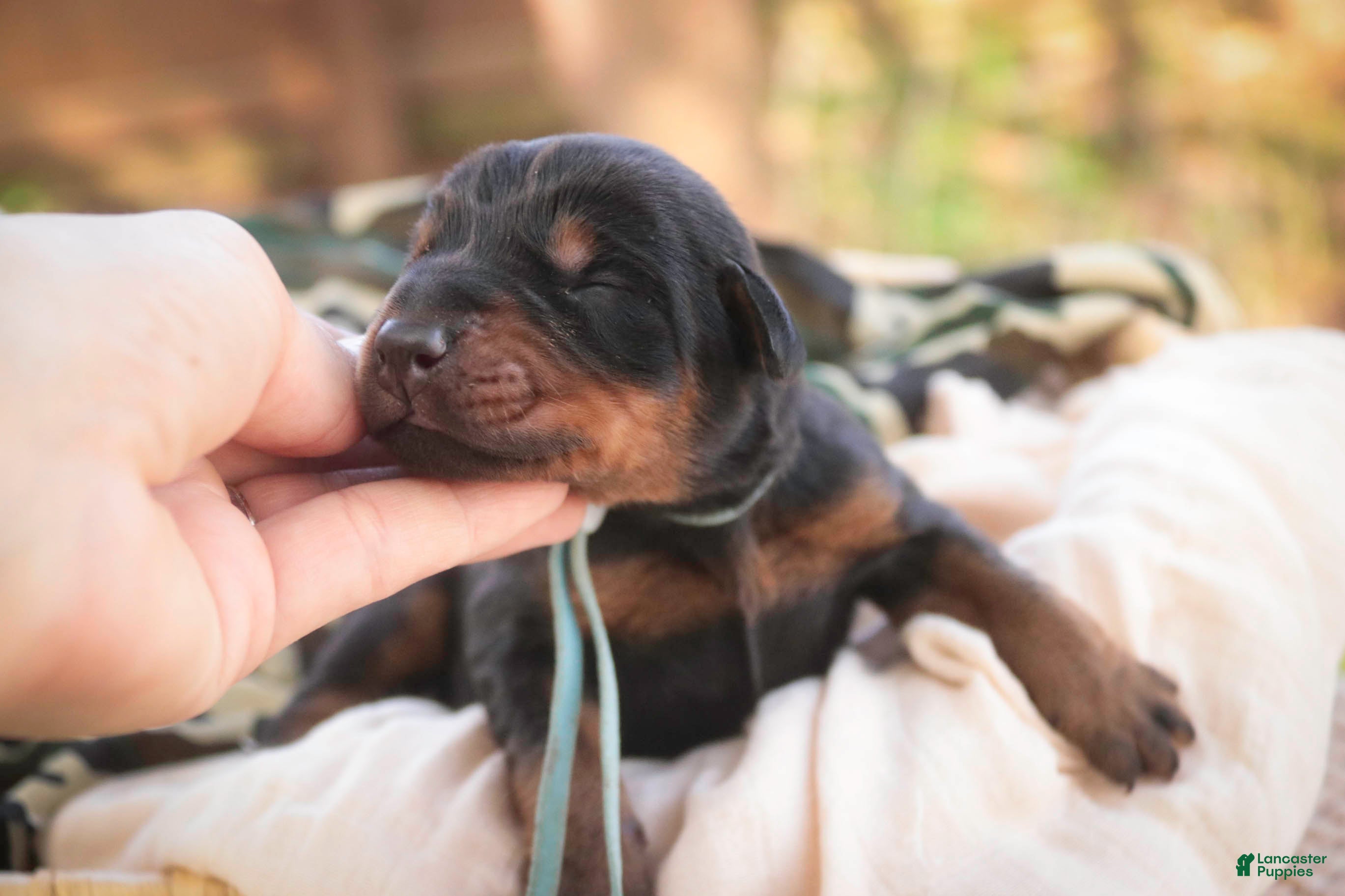 Doberman Pinscher dogs Cedric - Ad 2