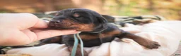 Doberman Pinscher dogs for sale: Cedric - Ad 2