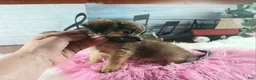 Chihuahua dogs for sale: Micro teacup chihuahua long hair. Hand Delivery  - Ad 4