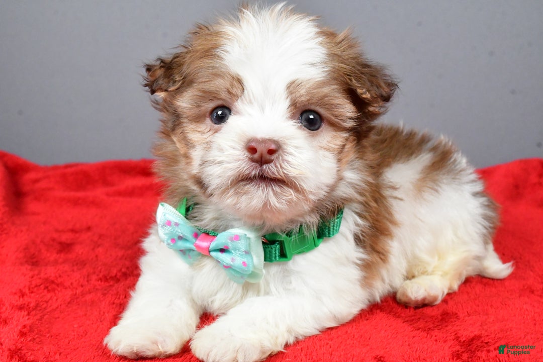 Havanese dogs for sale: Clifford - Ad 2