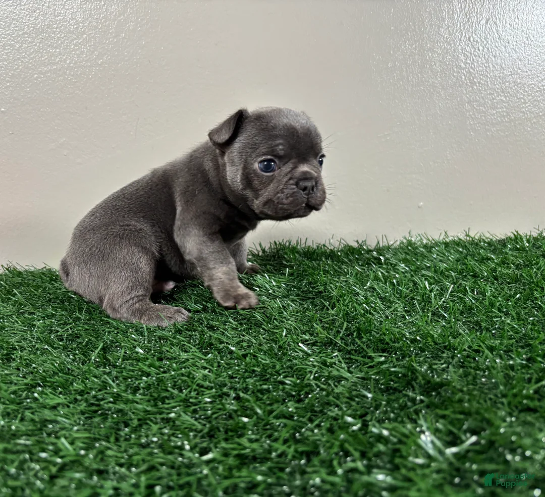 French Bulldog dogs for sale: Dash - Ad 1