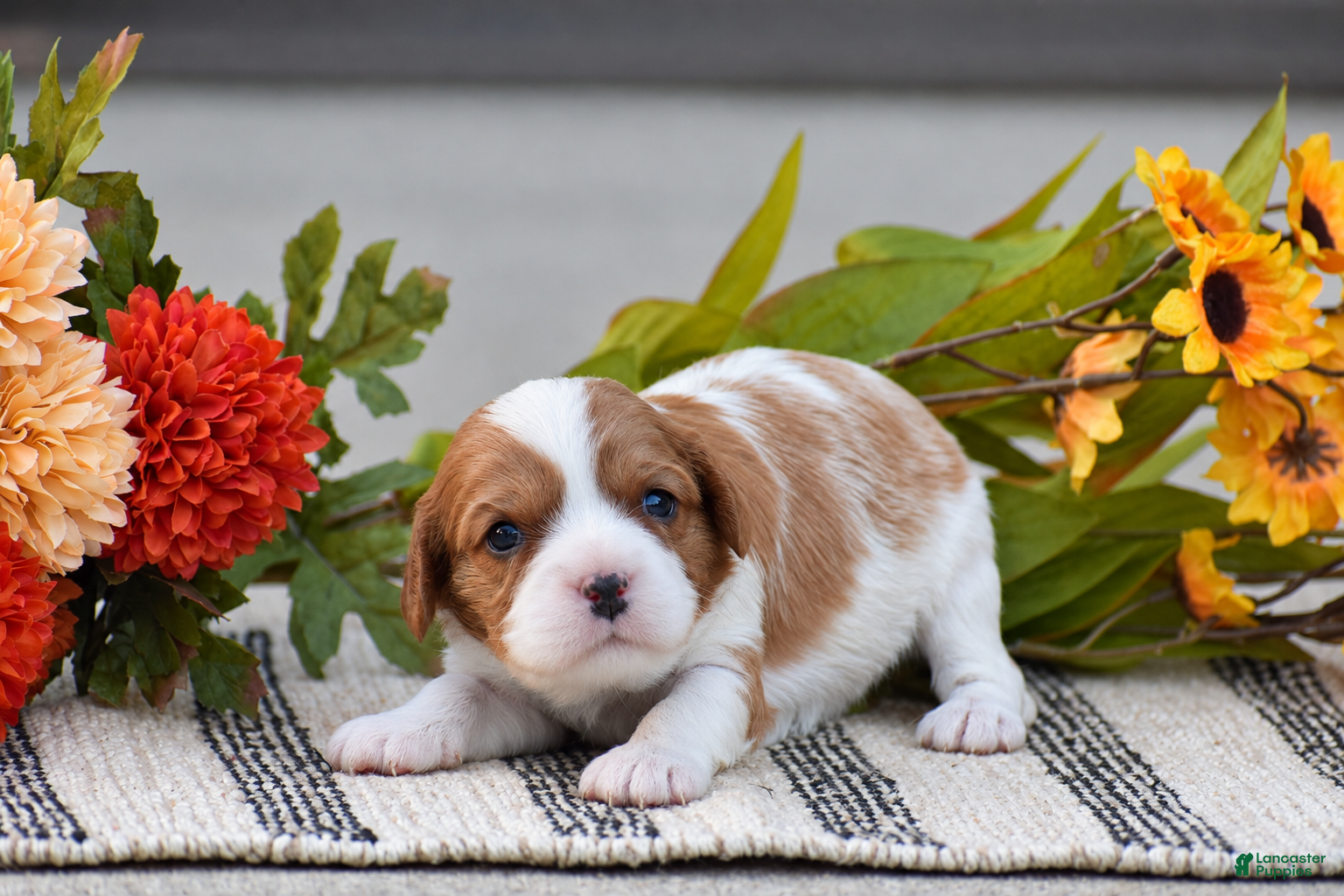 Ruby (Cavalier King Charles Spaniel, Female) in Parkesburg, PA