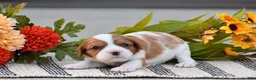 Cavalier King Charles Spaniel dogs for sale: Ruby - Ad 1