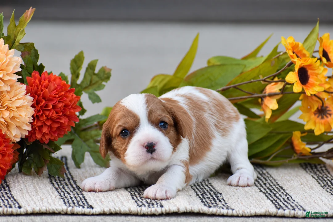 Cavalier King Charles Spaniel dogs for sale: Ruby - Ad 1