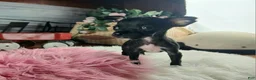 Chihuahua dogs for sale: Vanillas black girl. Hand Delivery  - Ad 8