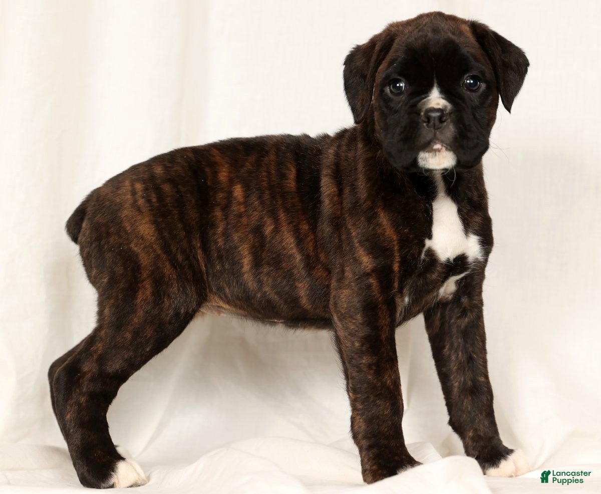 Boxer dogs Brinley - Ad 6
