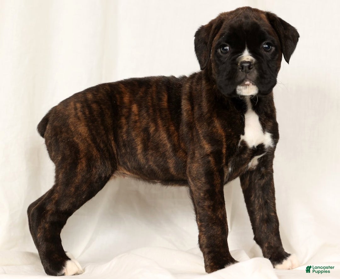 Boxer dogs for sale: Brinley - Ad 1