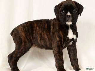 Boxer dogs Brinley - Ad 4