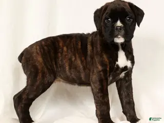 Boxer dogs Brinley - Ad 27