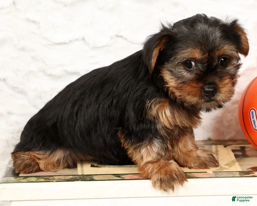 Yorkshire Terrier dogs for sale: Bowie - Ad 17