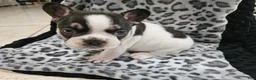 French Bulldog dogs for sale: Hades  - Ad 3