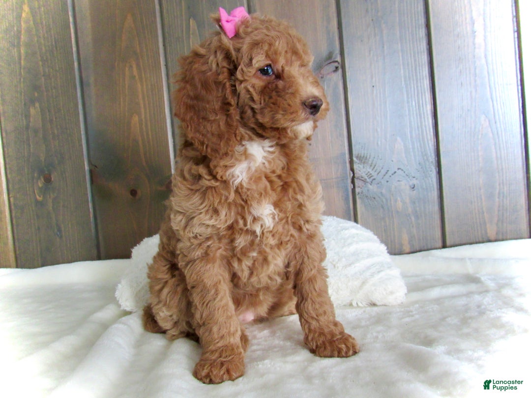 Mini Goldendoodle dogs for sale: Chloe - Ad 11