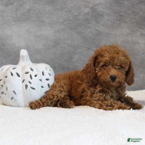 Toy Poodle dogs Honey - Ad 1