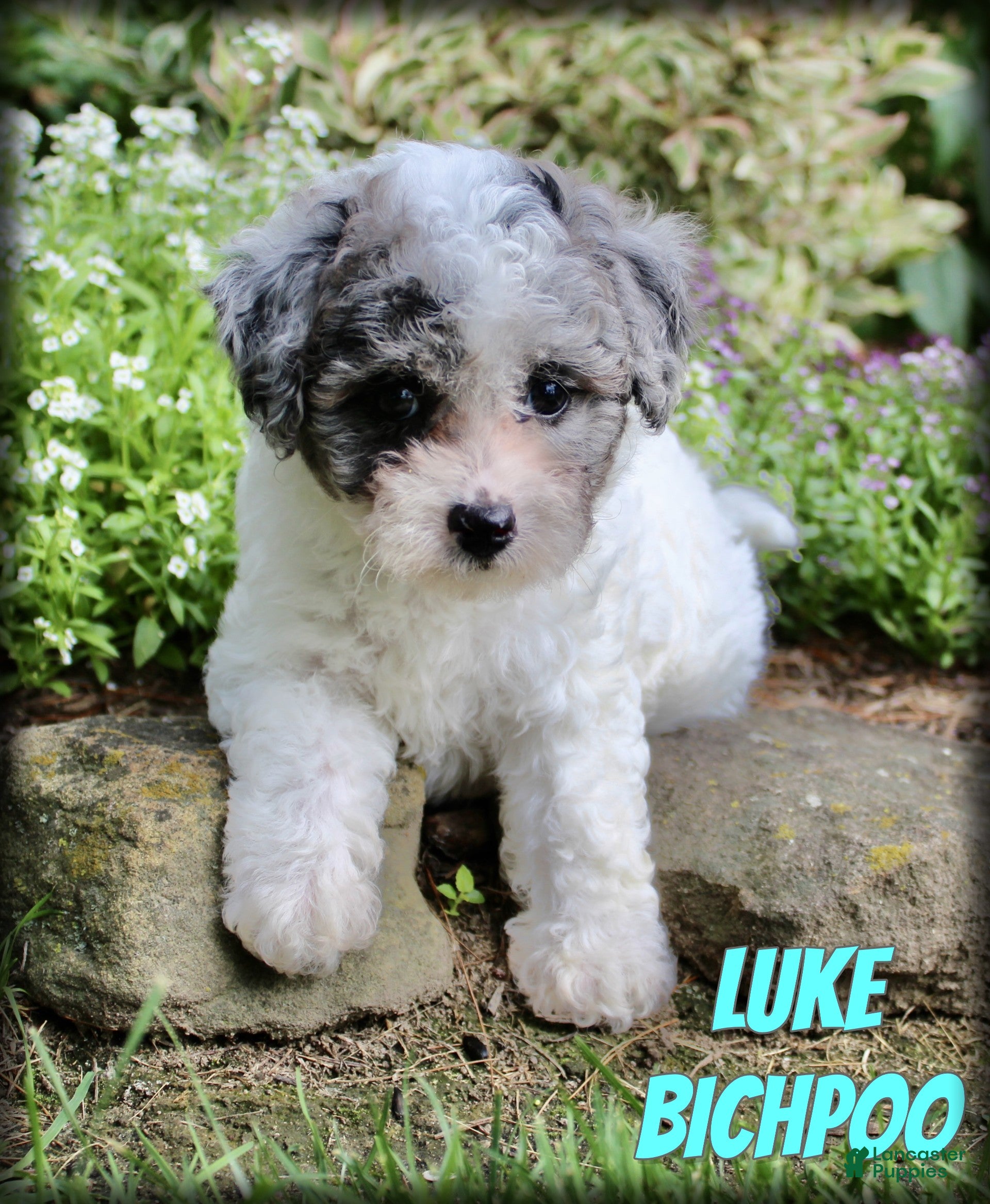 Bichpoo dogs Luke - Ad 1