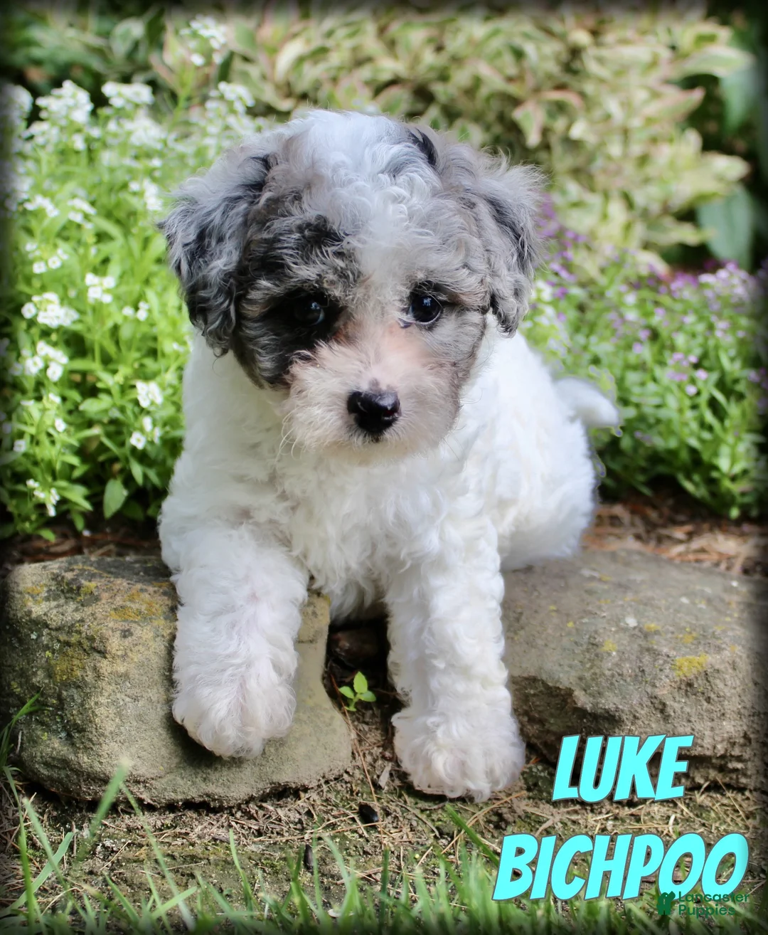 Bichpoo dogs for sale: Luke - Ad 1
