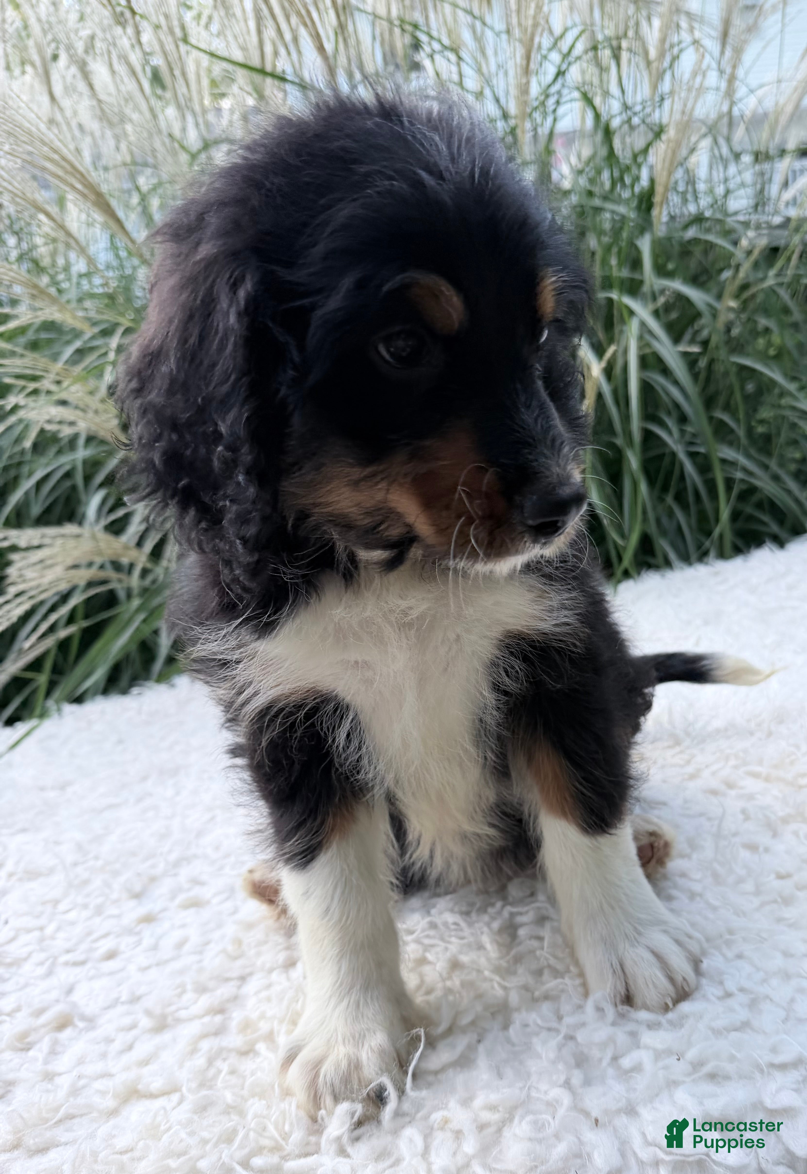 Bernedoodle dogs Cosmo - Ad 2