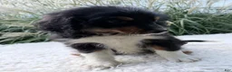 Bernedoodle dogs for sale: Cosmo - Ad 2