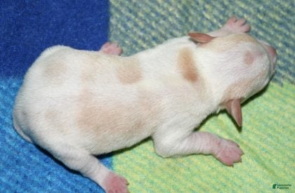 Rat Terrier dogs Marnie - Ad 2