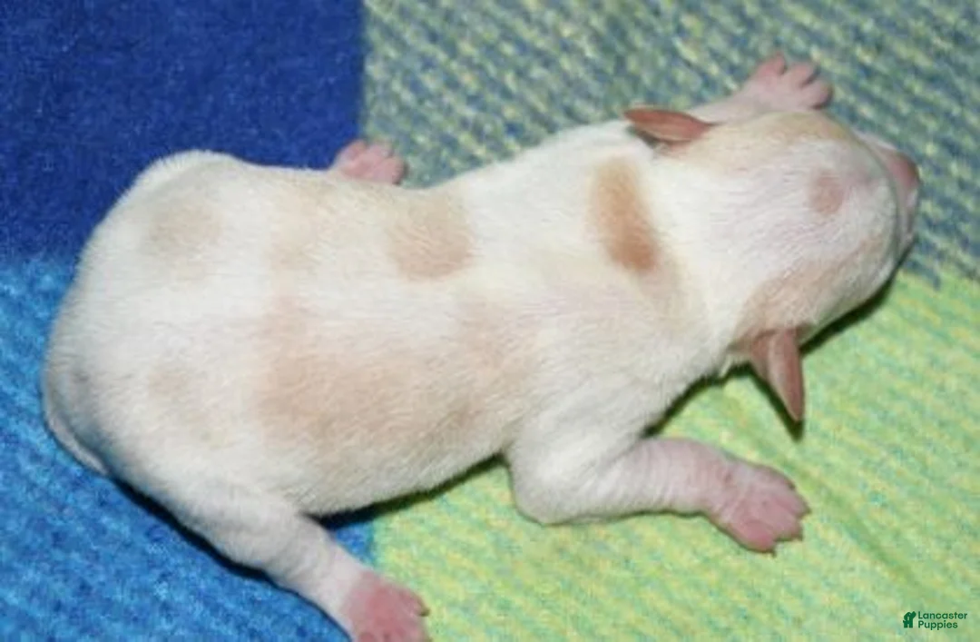 Rat Terrier dogs for sale: Marnie - Ad 2