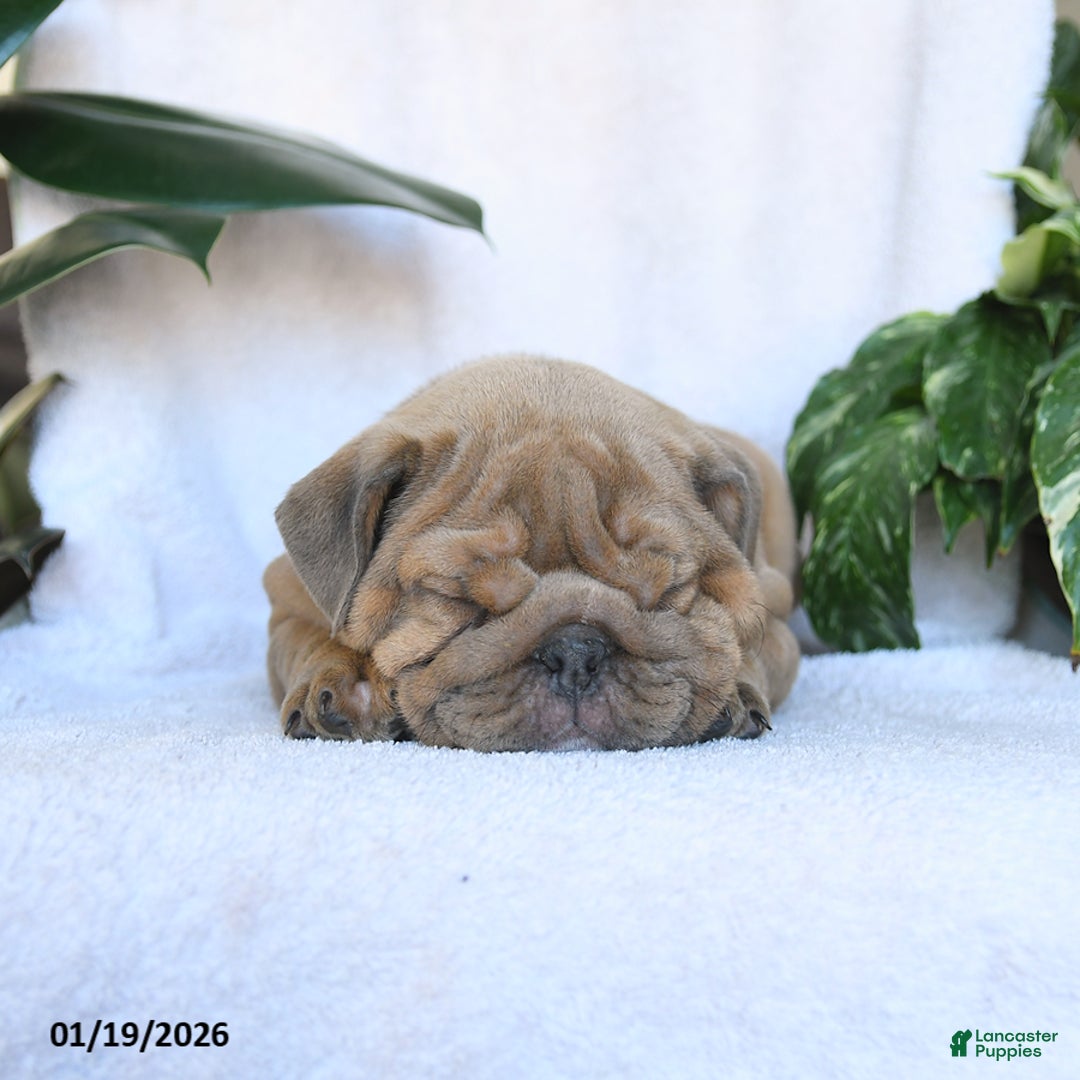 English Bulldog dogs for sale: Valentine - Ad 5