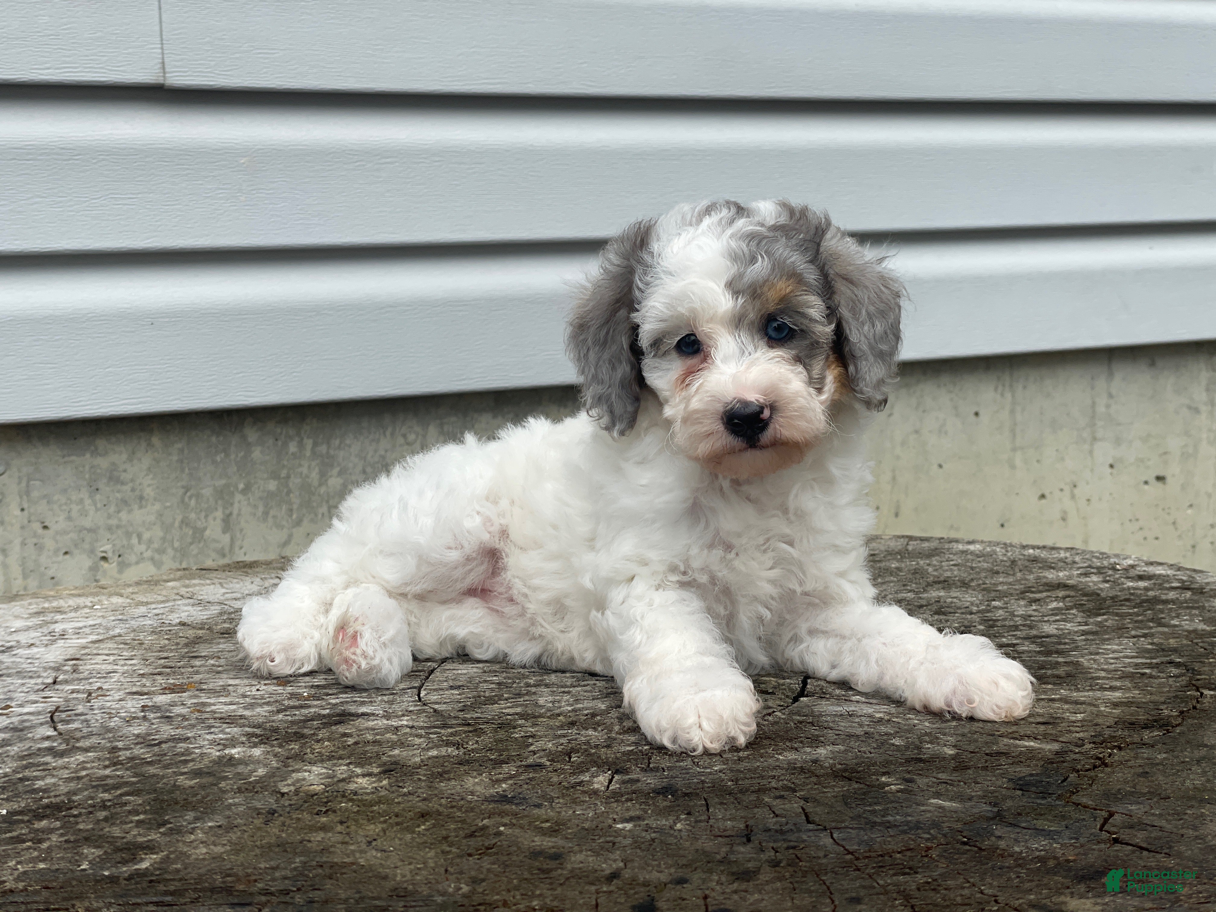 Miniature Poodle dogs Dimples Miniature Poodle  - Ad 1