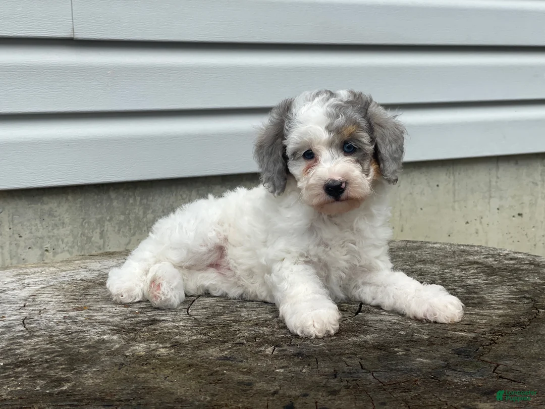 Miniature Poodle dogs for sale: Dimples Miniature Poodle  - Ad 1