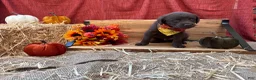 Chesapeake Bay Retriever dogs for sale: Chesapeake Bay Retriever 5 - Ad 12