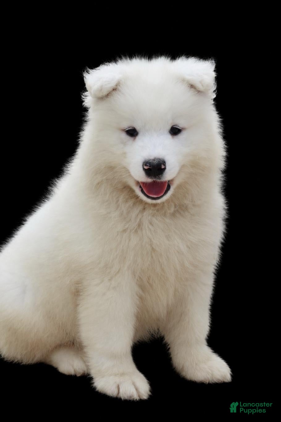 Marshmallow