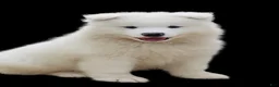 Samoyed dogs for sale: Marshmallow - Ad 1