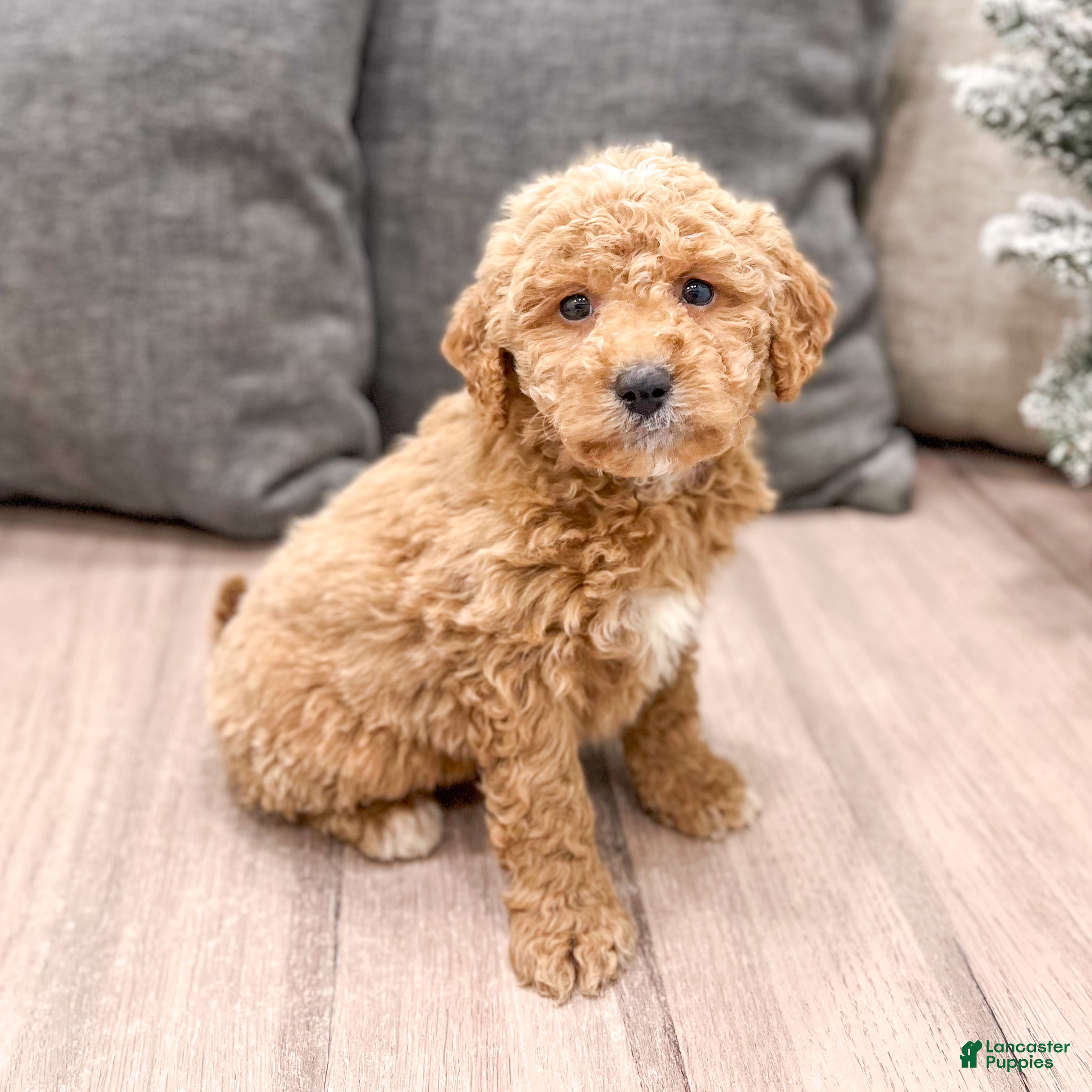 Mini Goldendoodle dogs Flash - Ad 18