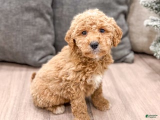 Mini Goldendoodle dogs Flash - Ad 30
