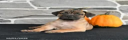 Mixed Breed dogs for sale: Sierra  - Ad 3