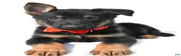 German Shepherd dogs for sale: Lance - Ad 4