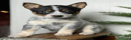 Australian Cattle Dog dogs for sale: Australian Cattle Dog Puppy 5 - Ad 7
