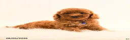 Cavapoo dogs for sale: Isaac - Ad 4