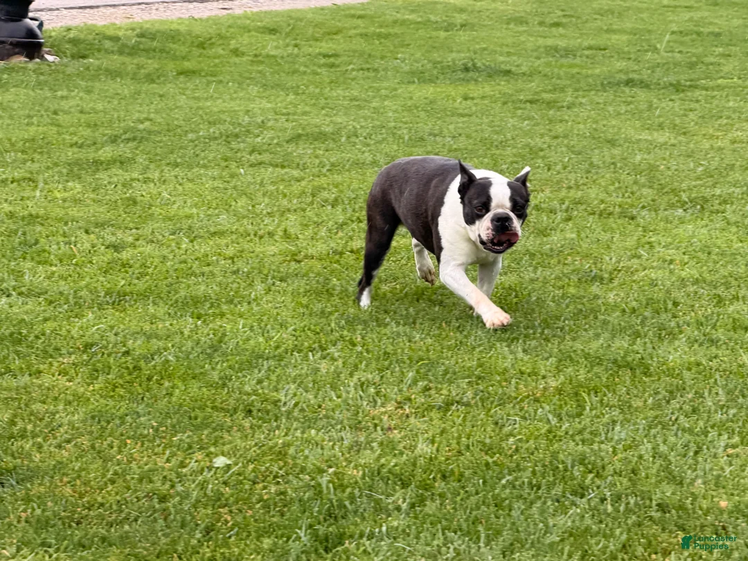 Boston Terrier dogs for sale: Trixie  - Ad 5