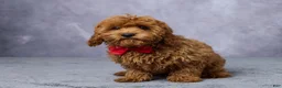 Cavapoo dogs for sale: Archie - Ad 1