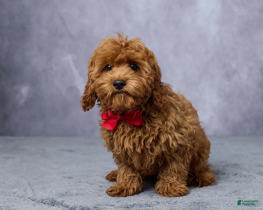 Cavapoo dogs for sale: Archie - Ad 1