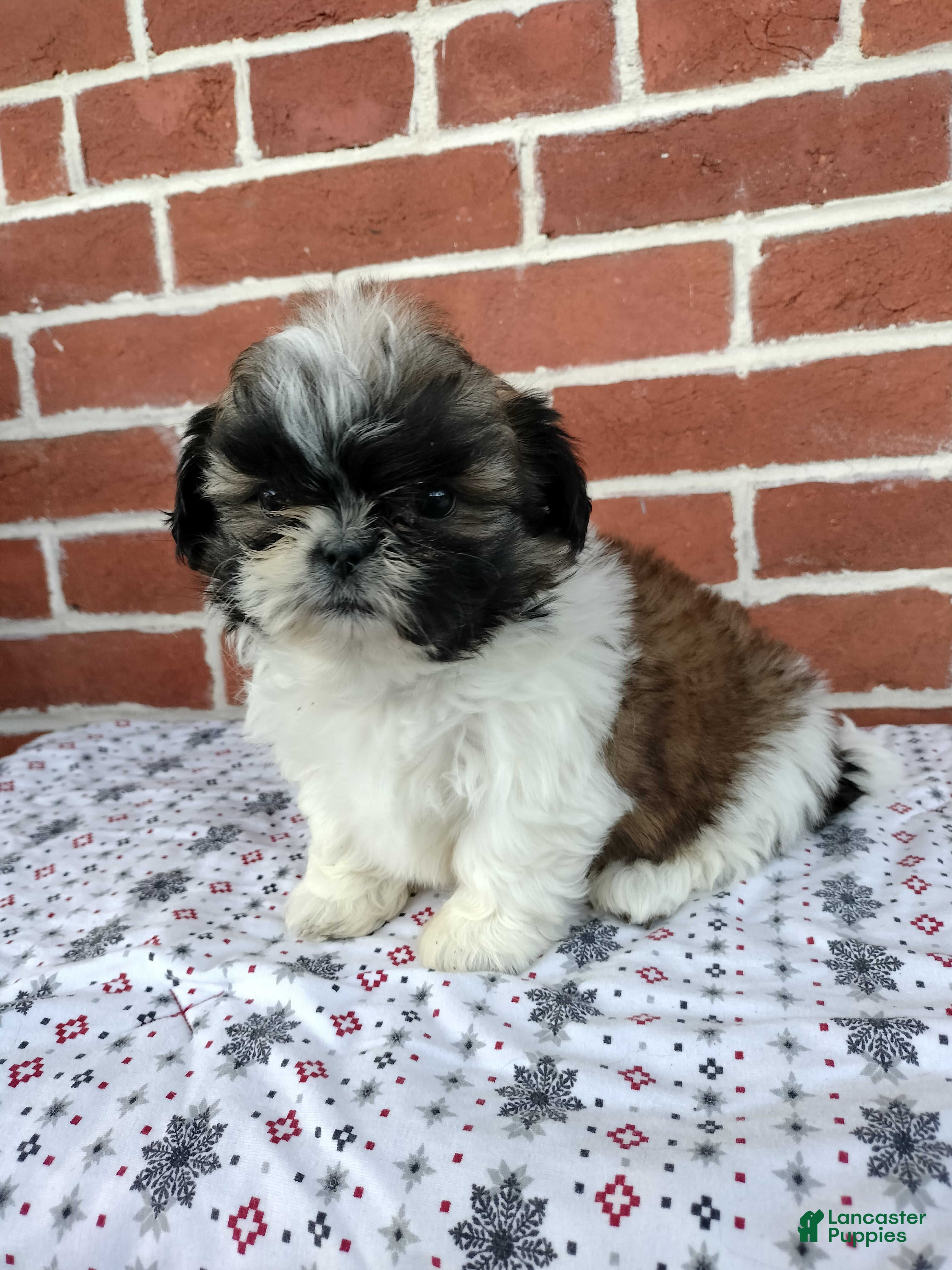 Shih Tzu dogs Doug - Ad 1