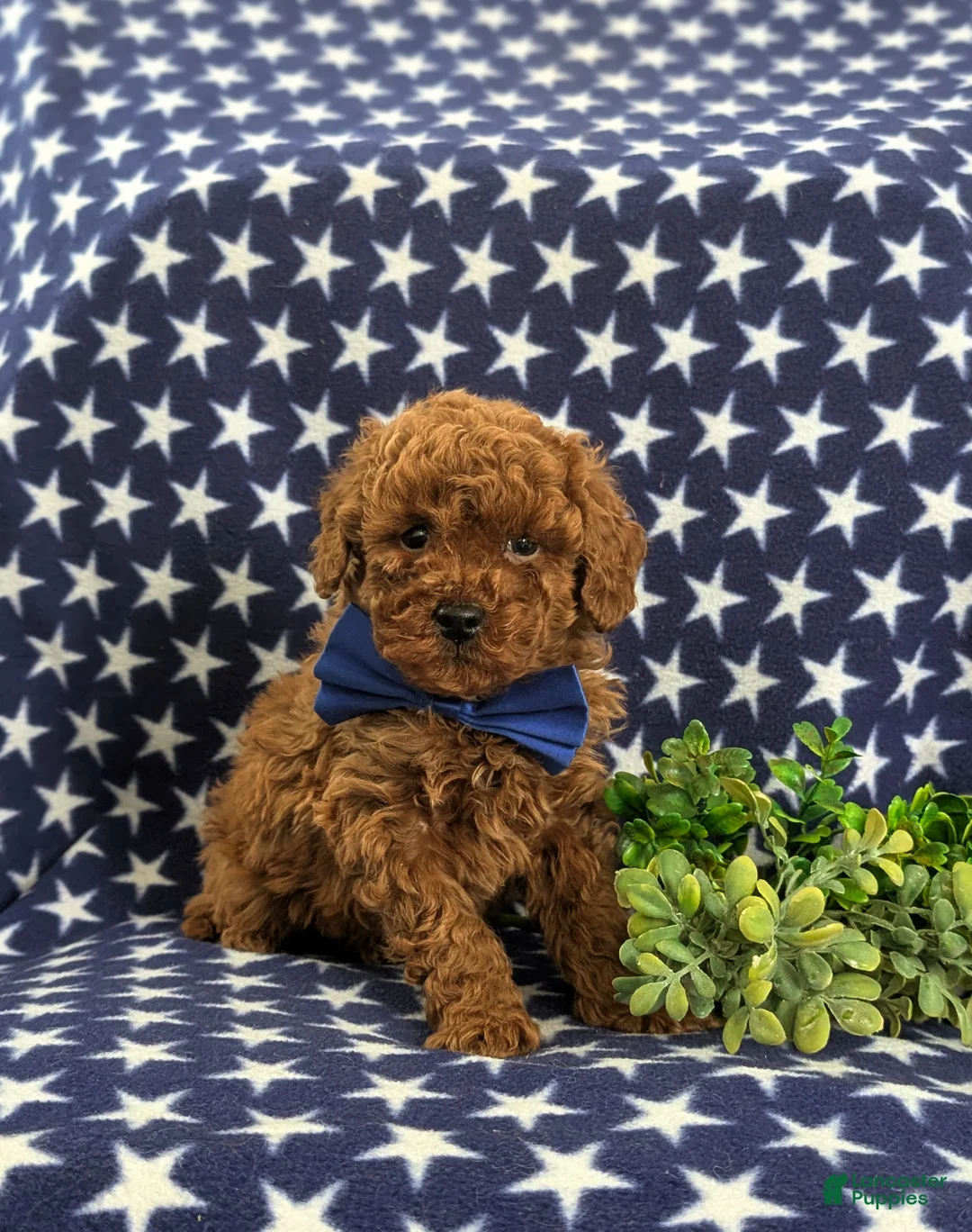 Mini Goldendoodle dogs for sale: Dillan Hypoallergenic - Ad 3