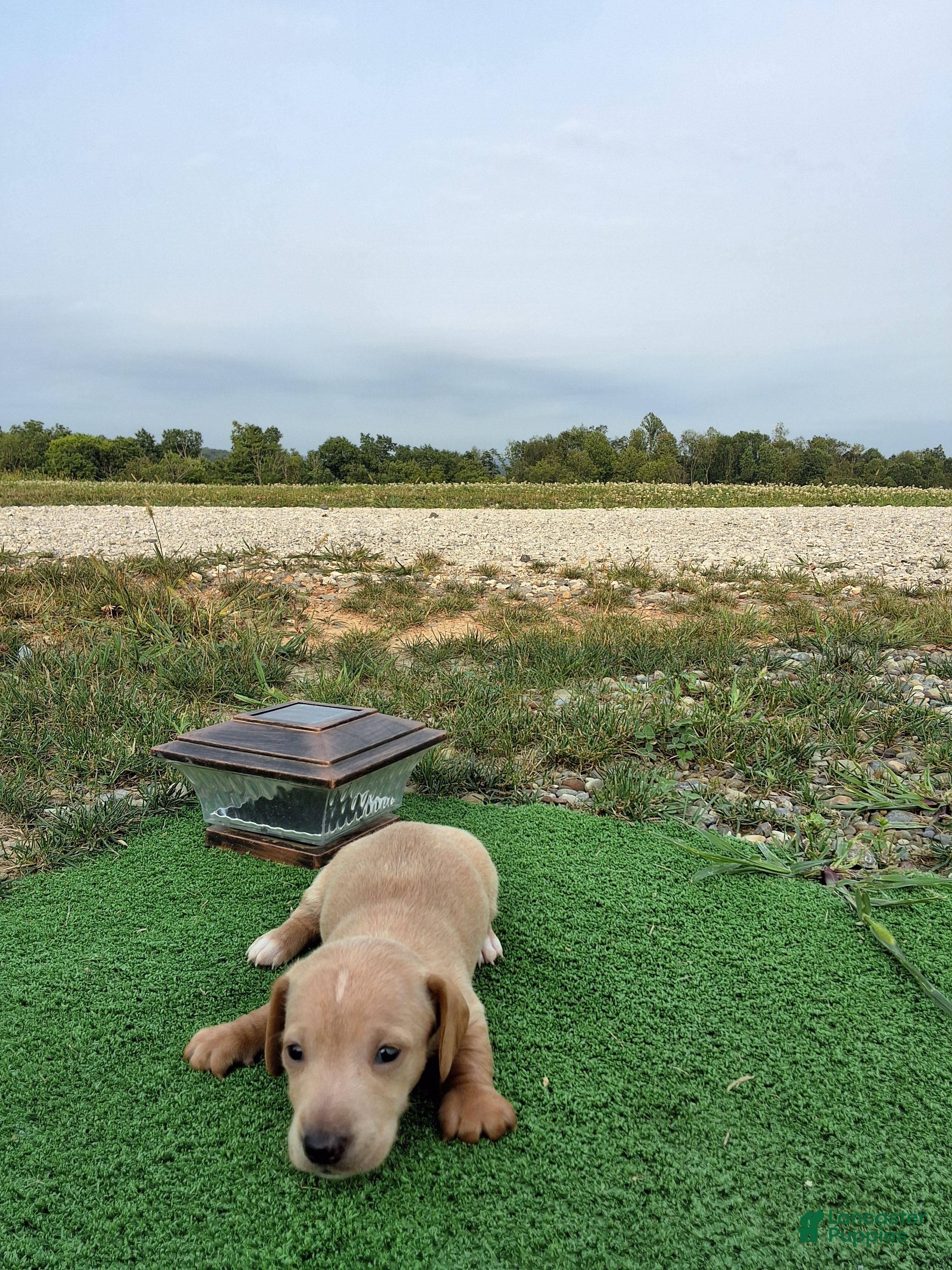 Dachshund dogs Travis - Ad 38