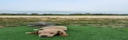 Dachshund dogs for sale: Bella - Ad 36