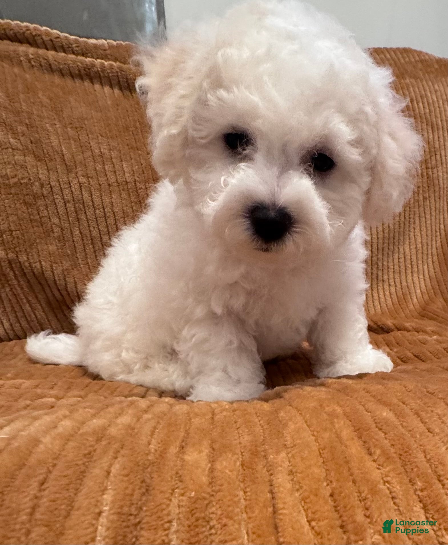 Bichon Frise dogs for sale: Baby boy 3 - Ad 1
