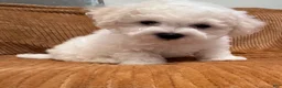 Bichon Frise dogs for sale: Baby boy 3 - Ad 1