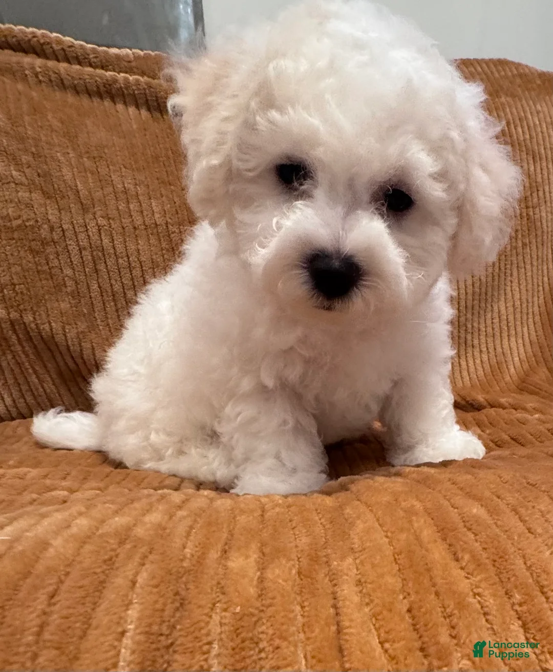 Bichon Frise dogs for sale: Baby boy 3 - Ad 1