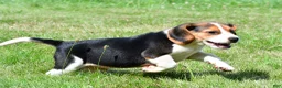 Beagle dogs for sale: Cash - Ad 9