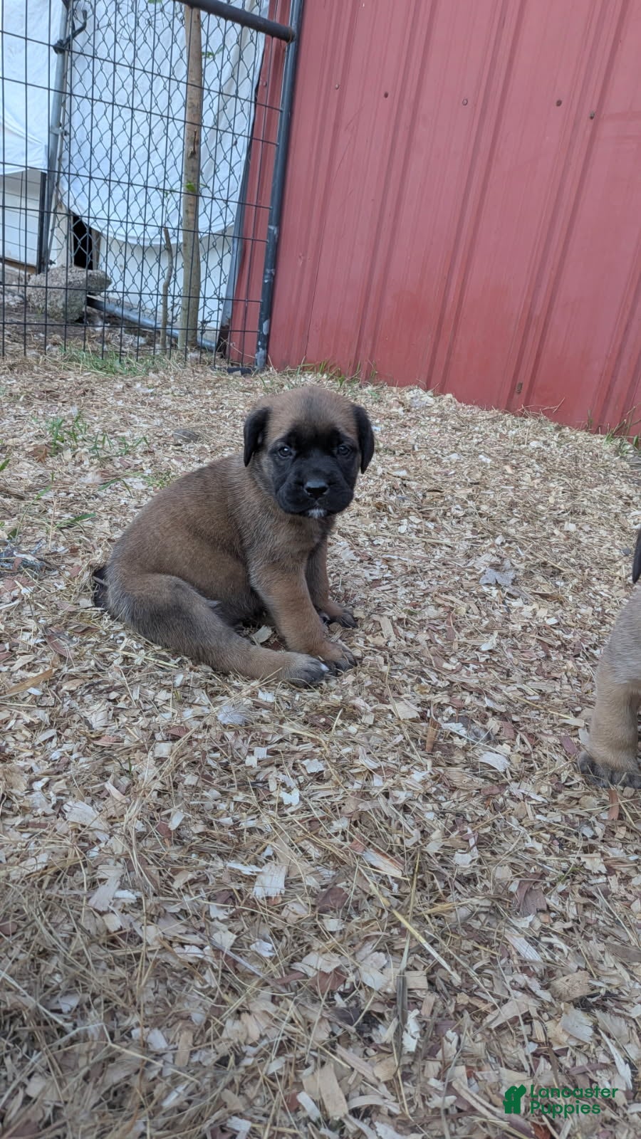 Mastiff