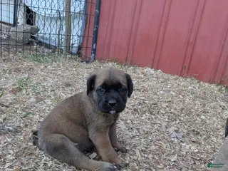 English Mastiff dogs Yellow Collar Female - Ad 22