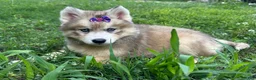 Siberian Husky dogs for sale: RISA - Ad 13
